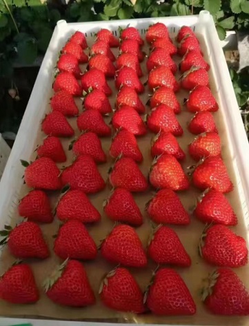 Hot Sale Strawberry Tray with low price